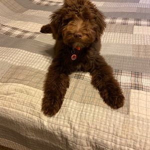 Meet your Posher, Jane